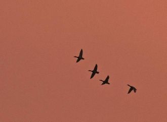 Пролетающие птицы над Приобском плато.