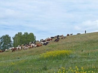 Выпас местного стада на Приобском плато.