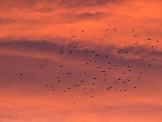 Летящие на закате птицы над Приобском пл
