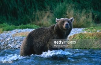 Бурый медведь стоит в воде в Шелиховом п