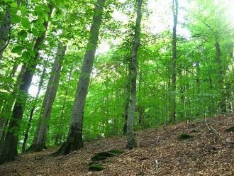 Девственные буковые леса в Карпатах явля