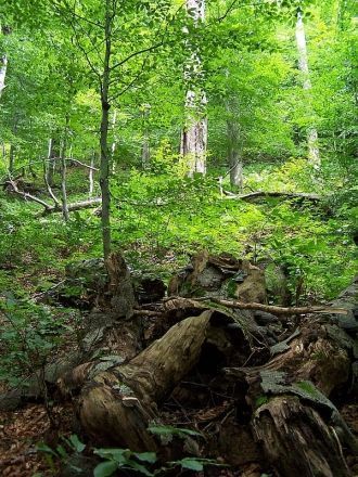 Буковые леса Карпат являются бесценным г