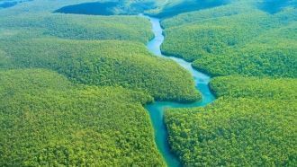 Влажные тропические леса Амазонии отлича