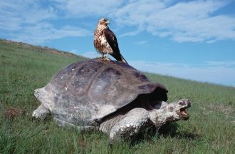 Галапагос – это вид черепах, обитающих н