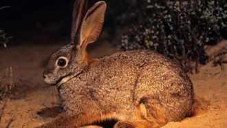 Шуменов заяц (Bunolagus monticularis), п