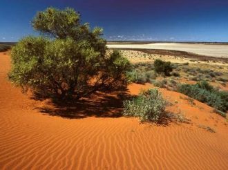 Растительный мир Большой пустыни Виктори