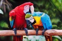 Топ-3 попугаев, которые удивят необычными поступками